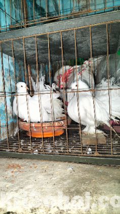 এক জোড়া ময়ূরপঙ্খী বা লক্ষা কবুতর বিক্রি করা হবে।